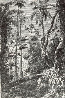 Alfred Russel Wallace - Floresta
