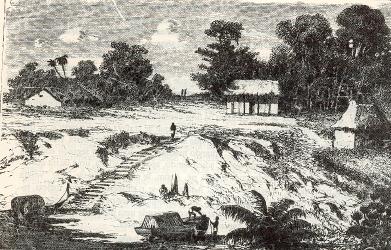 Alfred Russel Wallace - Amazonas